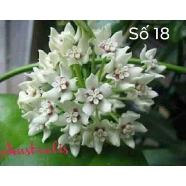 Lan Cẩm Cù Đủ Các Màu