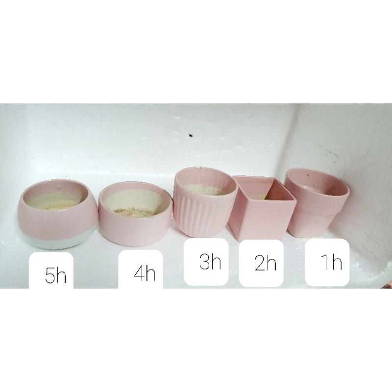 Chậu sứ trồng cây cảnh màu trắng trơn, hồng, xanh