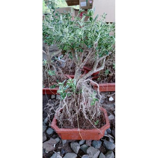 Bạch Tuyết Mai Bonsai