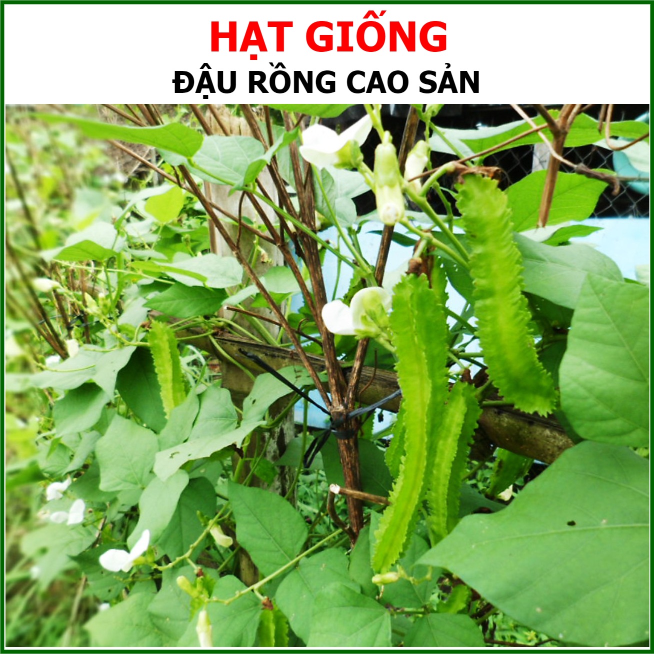 Hạt Giống Đậu Rồng Cao Sản 02