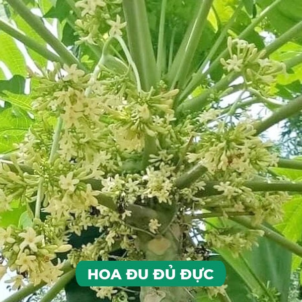 Hạt giống cây Đu đủ Đực siêu bông VTP194
