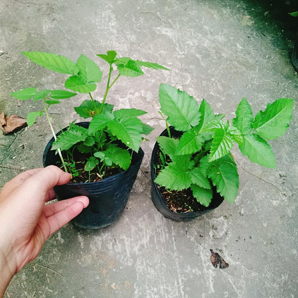 Cây phúc bồn tử - cây cảnh vườn + tặng phân bón cho cây