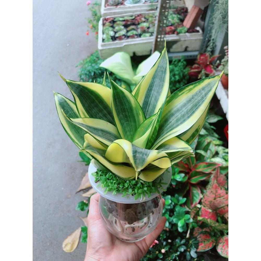 Chậu Lưỡi Hổ Thái Thủy Canh