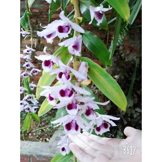 Sản Phẩm 1 ki phi điệp, giả hạc