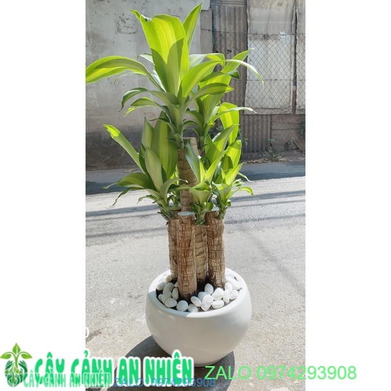 Chậu Cây Thiết Mộc Lan Lớn