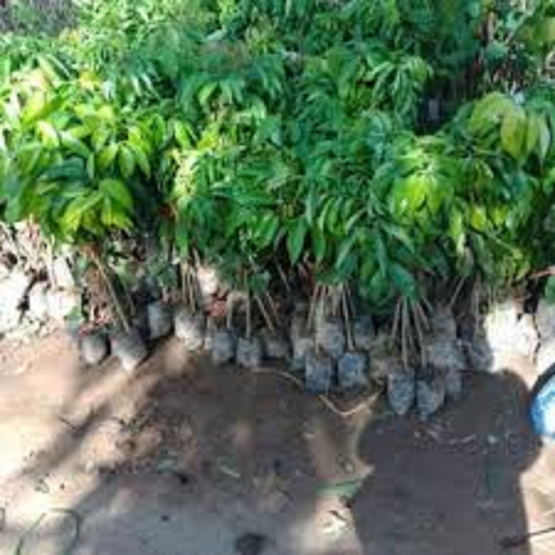 Cây vải thiều Hải Dương siêu ngọt ,cây ghép giống