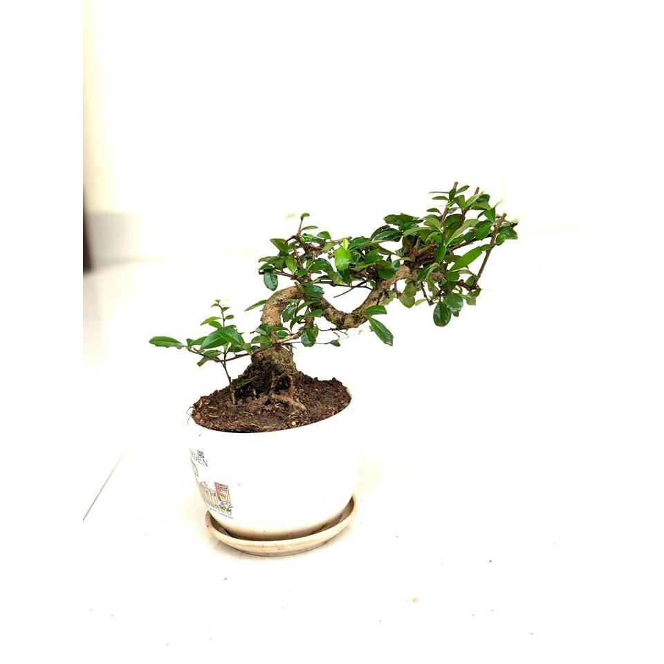 Cây bonsai duối nhật