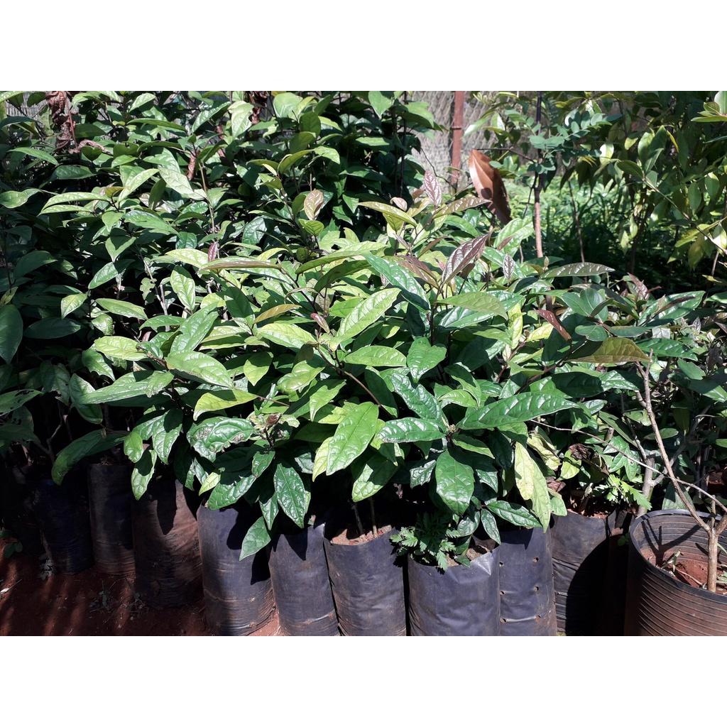 CÂY XẠ ĐEN GIỐNG