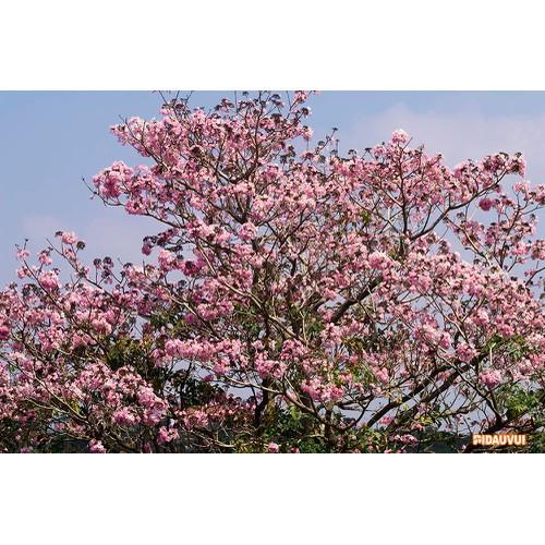 CÂY GIỐNG CÂY KÈN HỒNG , CÂY SIÊU ĐẸP - NBCGCKHSD