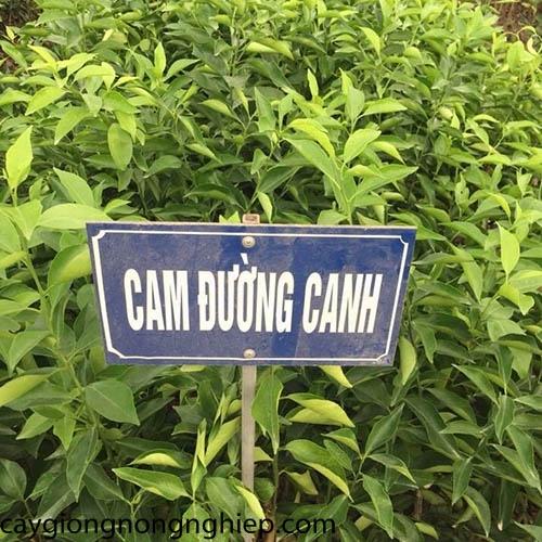 Cây giống cây cam đường canh