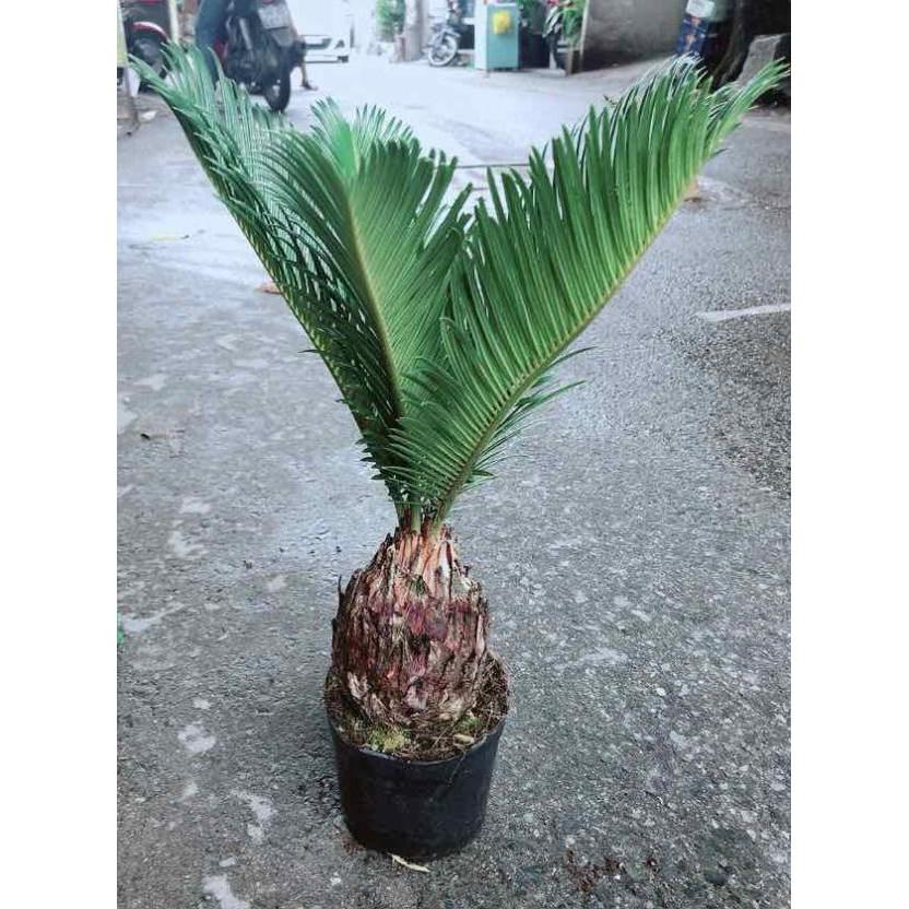 Chậu Vạn Tuế Bán Chạy