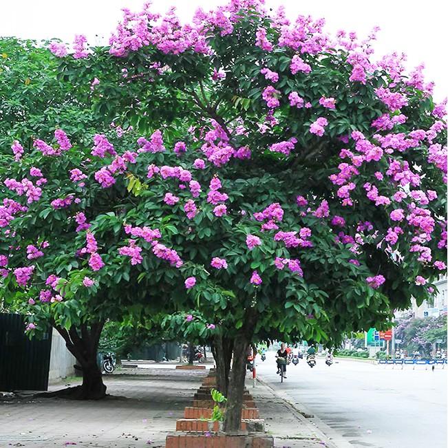 CÂY GIỐNG BẰNG LĂNG CÂY LỚN