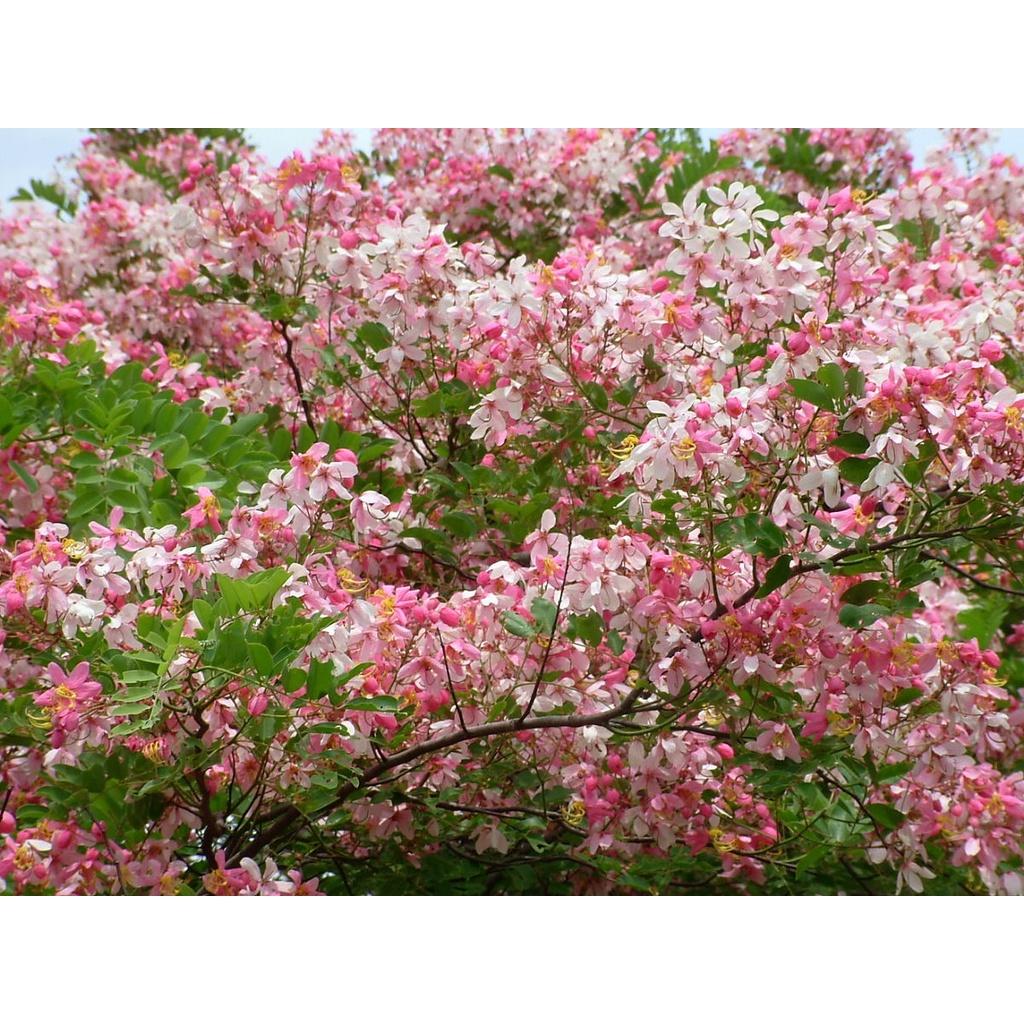 1 KG HẠT GIỐNG MUỒNG HOA ĐÀO
