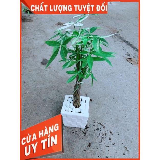 Chậu Kim Ngân Thắt Bính