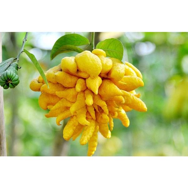Cây Phật Thủ mang lại niềm vui , may mắn, thịnh vượng cho gia chủ, giống siêu khỏe ít sâu bệnh