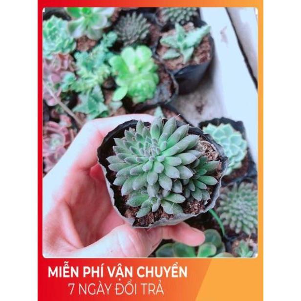 Combo 10 cây sen đá