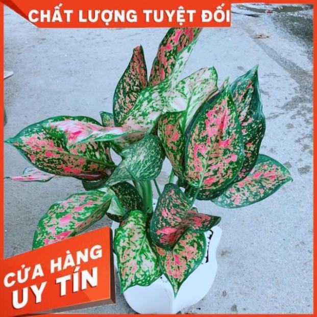 Chậu Vạn Lộc