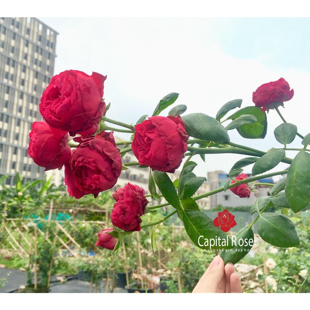 Hoa Hồng Ngoại REDEDEN- bầu to cây trưởng thành