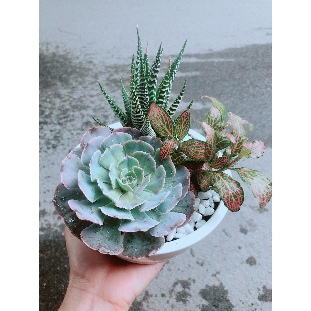 Chậu Sen Đá+Móng Rồng+ Cây Cẩm Nhung