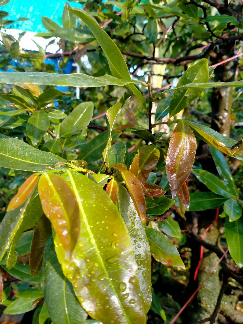 PHÂN BÓN GIÚP BẬT CHỒI, BUNG ĐỌT, PHỤC HỒI CÂY, SINH TRƯỞNG TỐT - SIÊU BUNG ĐỌT