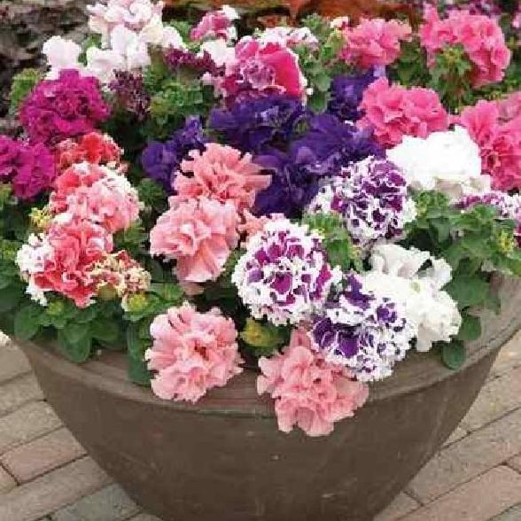 Hạt giống hoa dạ yến thảo kép viền nhiều màu - 10 hạt/gói