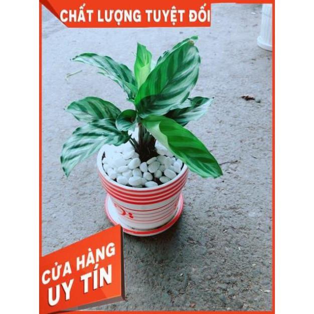 Chậu Đuôi Công Xanh