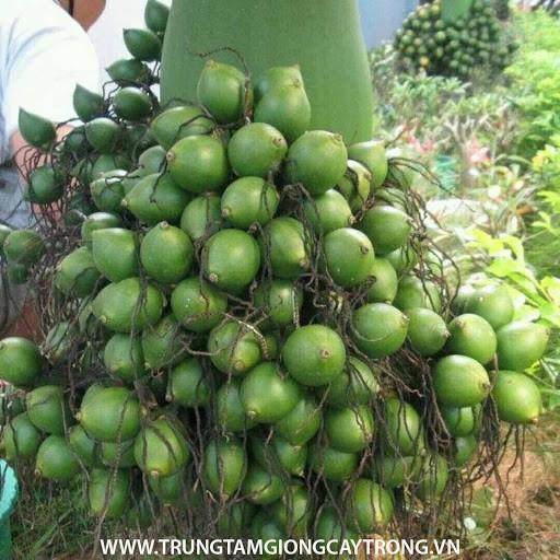 CAU LÙN - CAU TỨ QUÝ