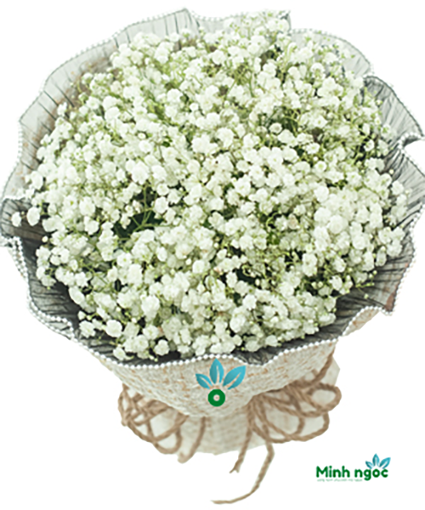 Hoa baby trắng – 100
