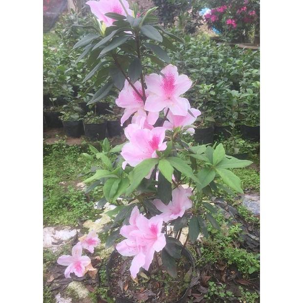 Cây giống hoa đỗ quyên lá to - cây to