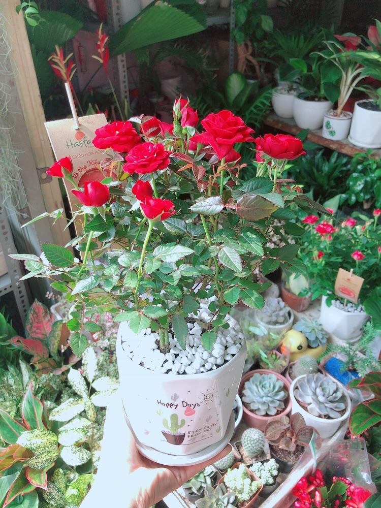 Chậu Cây Hoa Hồng Đỏ