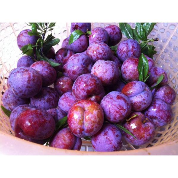 Cây giống Mận tím Chín sớm Bắc Hà. .