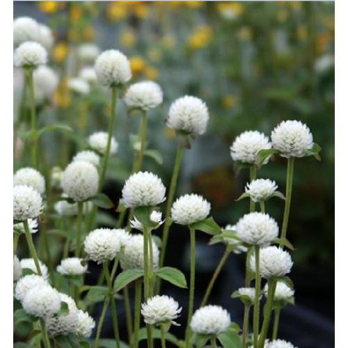 Hạt giống hoa cúc bách nhật hoa trắng KNS3586 - Gói 100 hạt