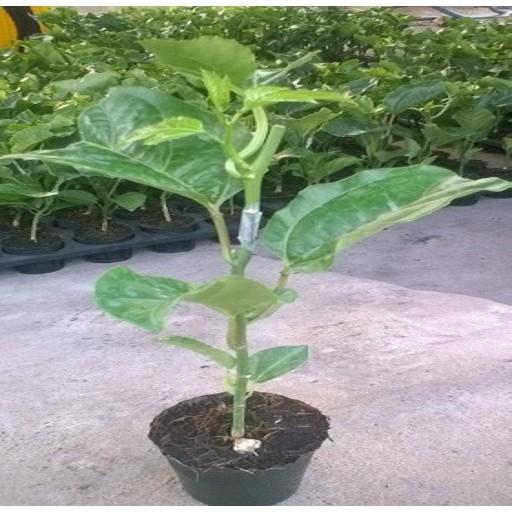 CÂY GIỐNG CHANH LEO TÍM SIÊU QUẢ