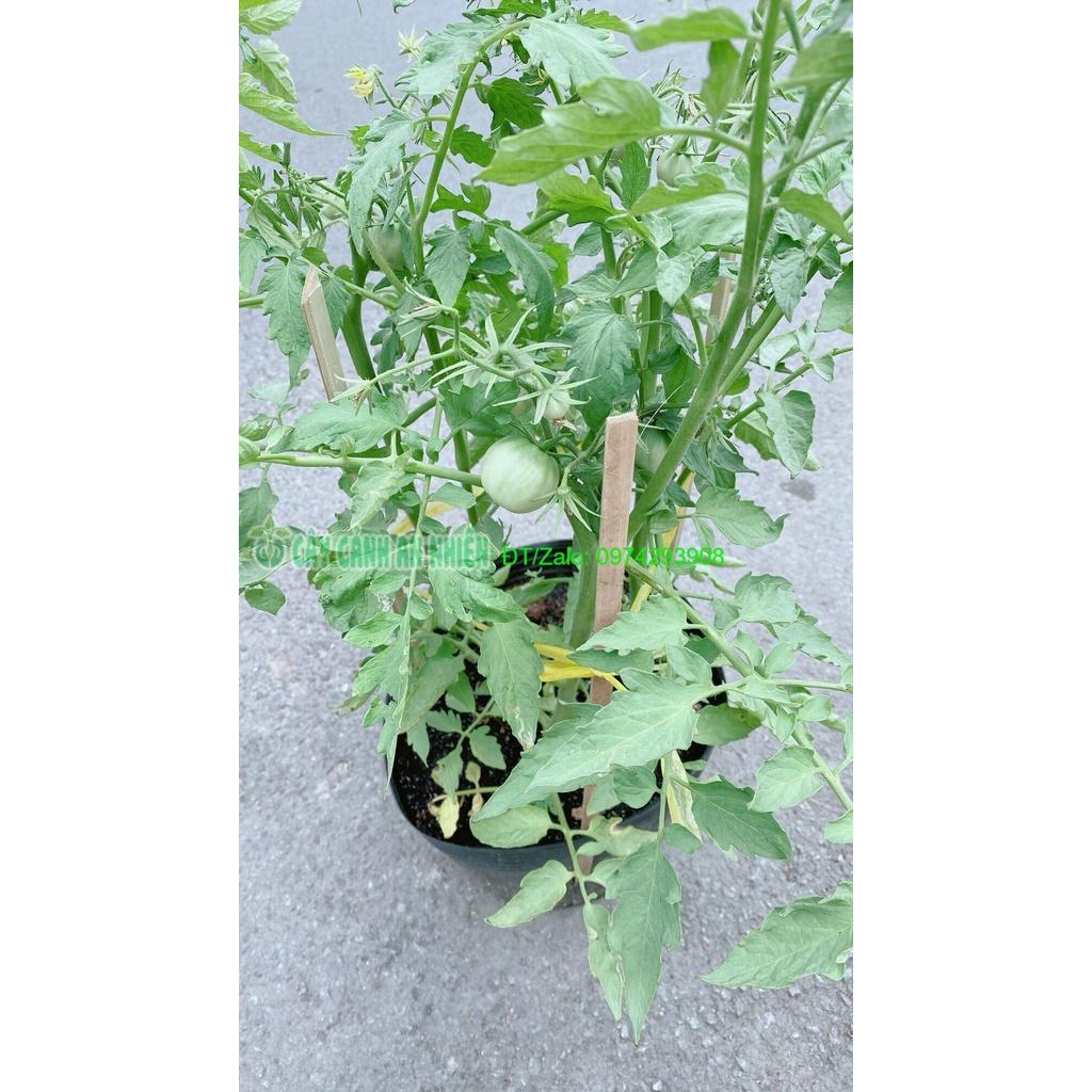 Cây Cà Chua Trái Tròn