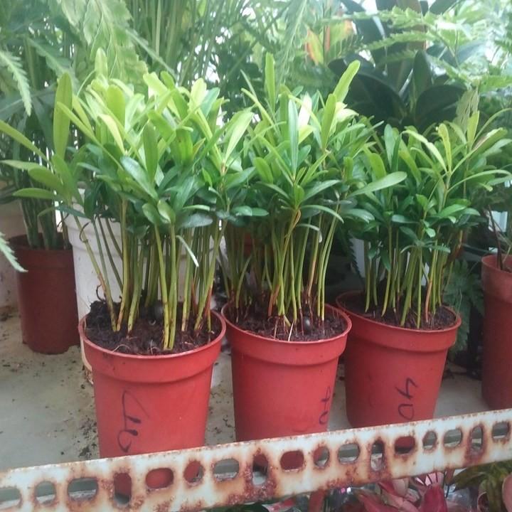 Cây tùng la hán cây đẹp chuẩn giống
