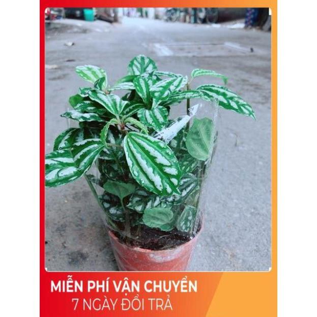 Cây Lá Dưa Hấu