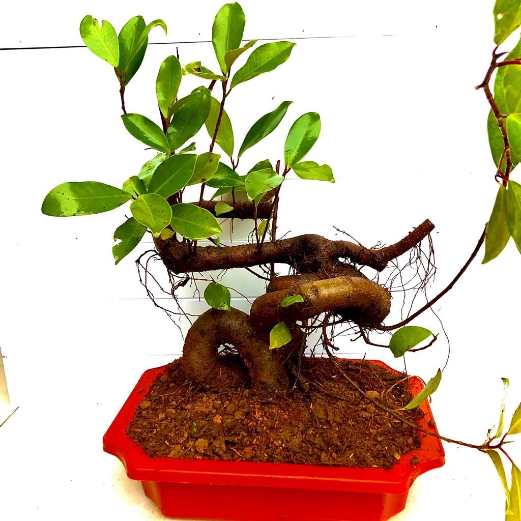 Cây si búp đỏ bonsai mini cao 30 cm