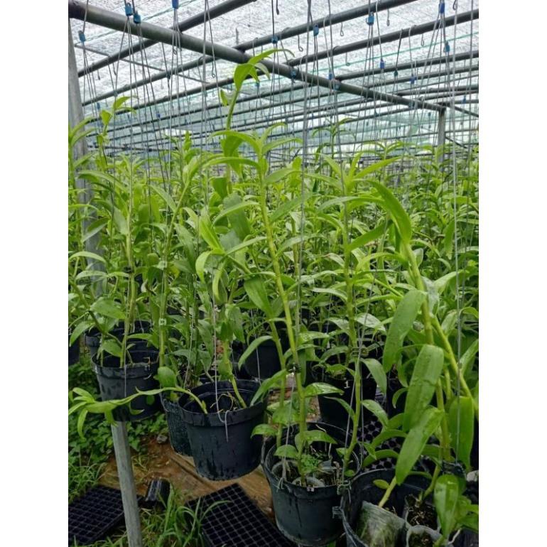 Phi điệp hàng đài côc 1 thân