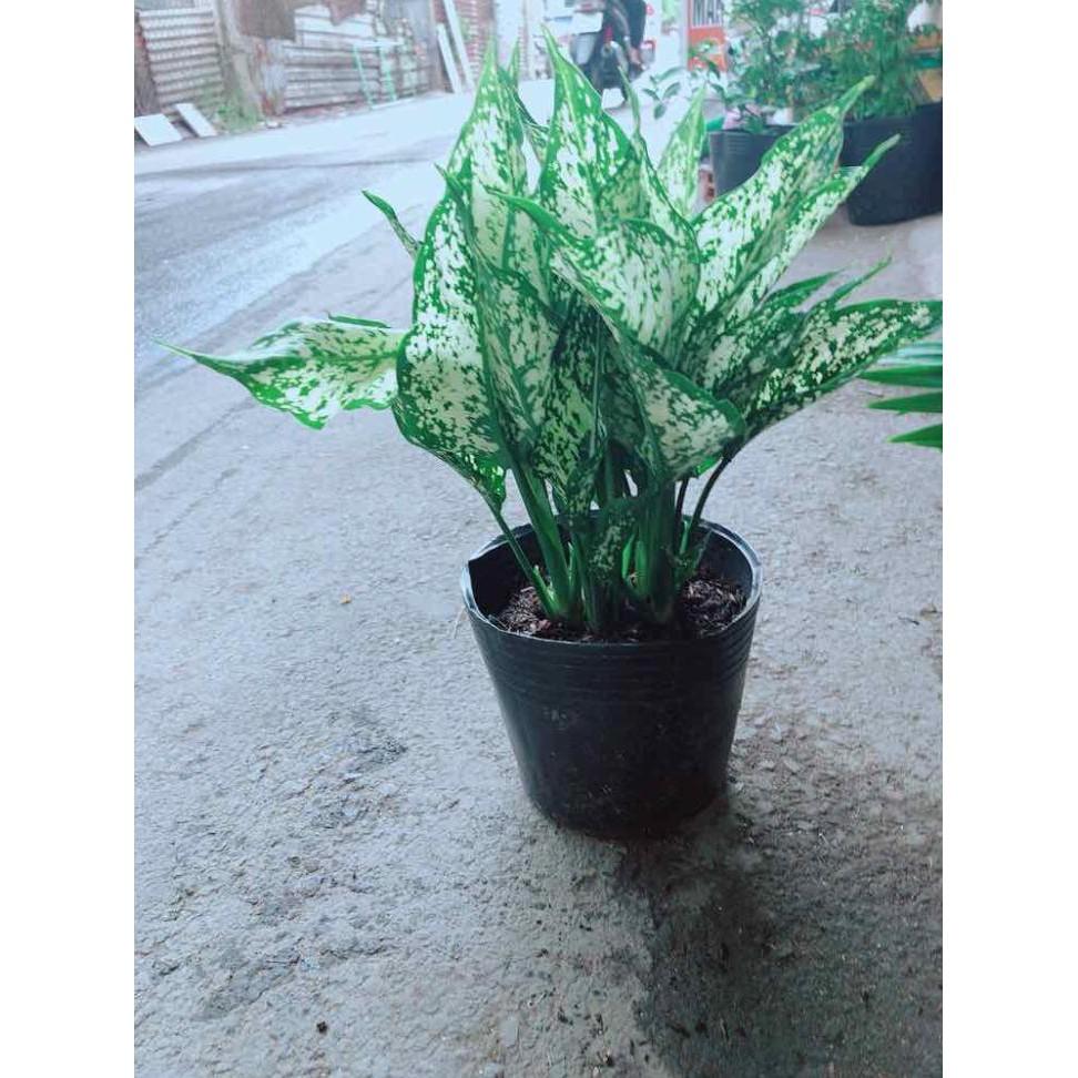 Cây Ngọc Ngân Bán Chạy