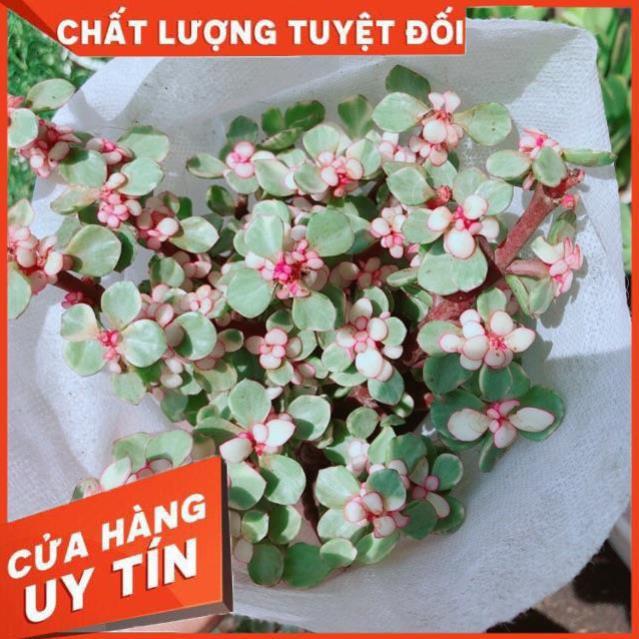 Đô La Hồng