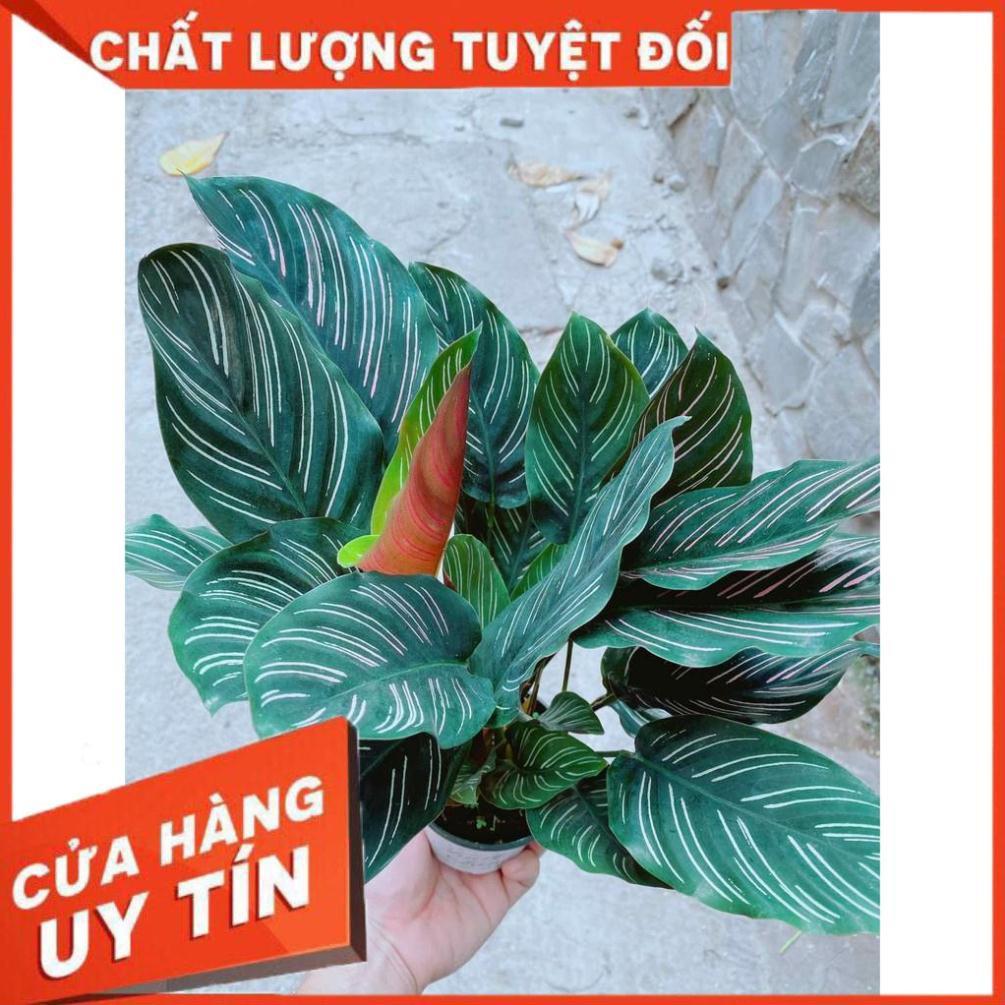 Đuôi công tím Nhiều Người Mua