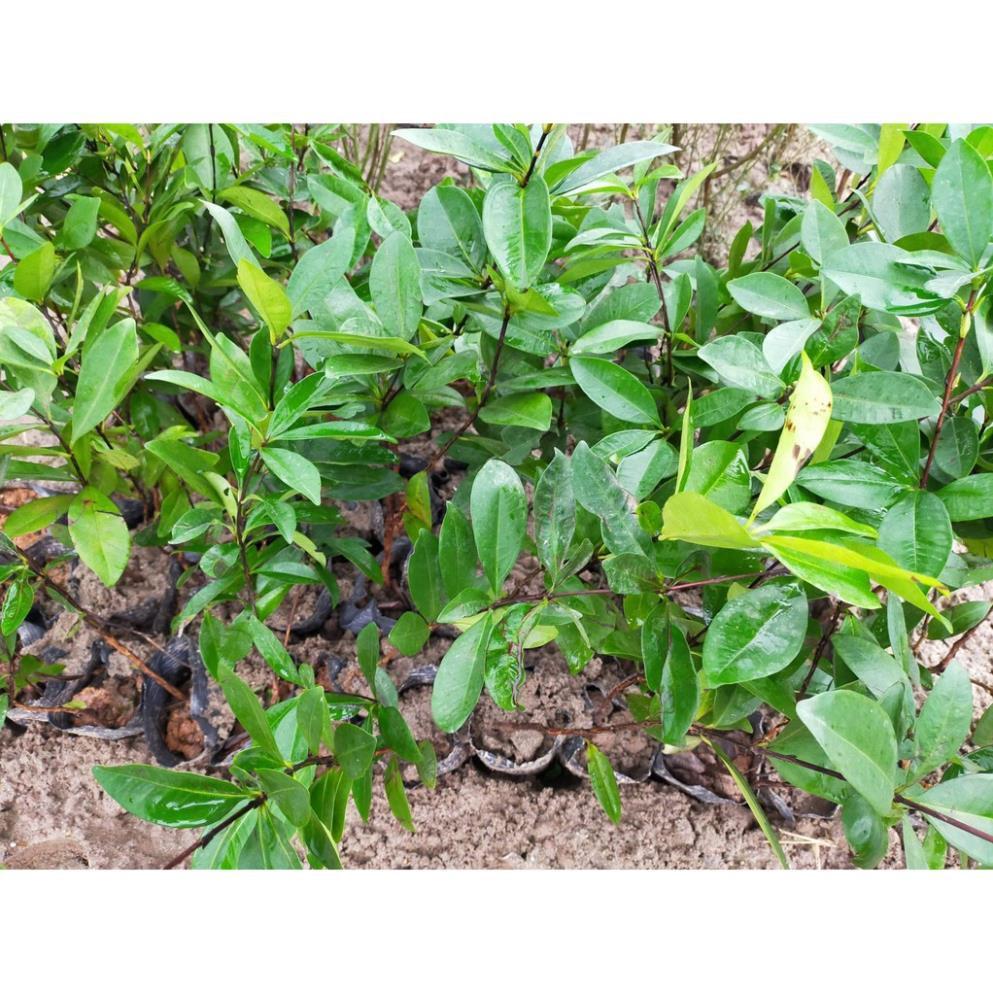 CÂY Giống CHERY BRAZIL NHIỆT ĐỚI SIÊU CHỊU NHIỆT, CAM KẾT GIỐNG CHUẨN F1 + Tặng 01 cây dâu da đất