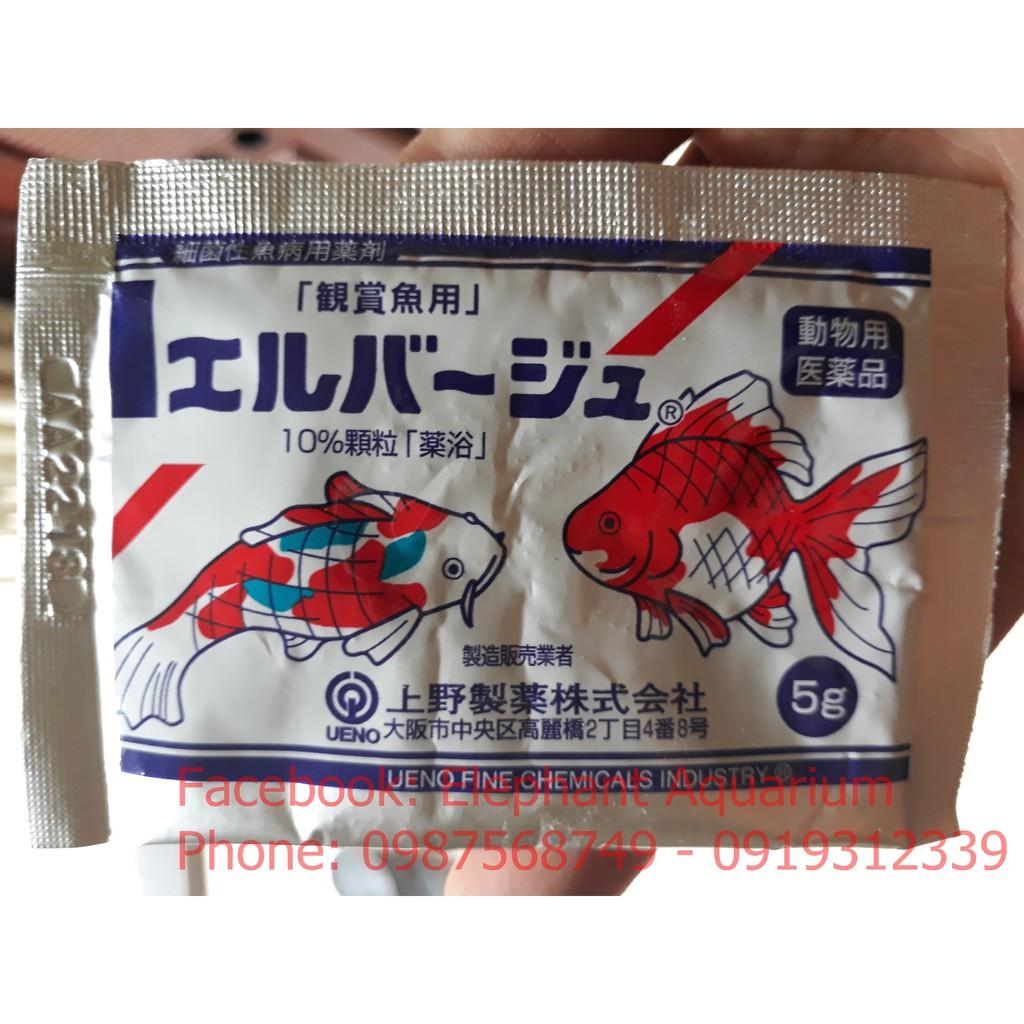 Tetra Nhật cho cá cảnh
