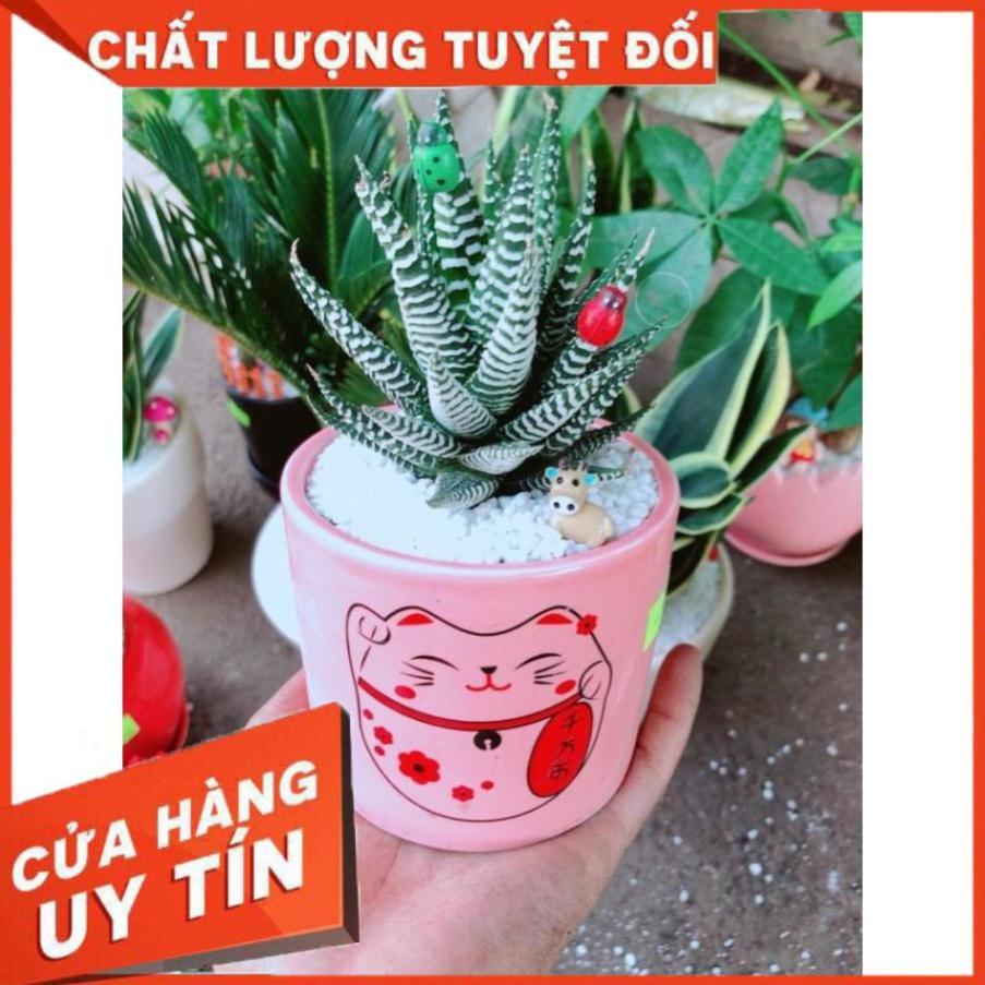 Chậu cây móng rồng mèo may mắn Nhiều Người Mua