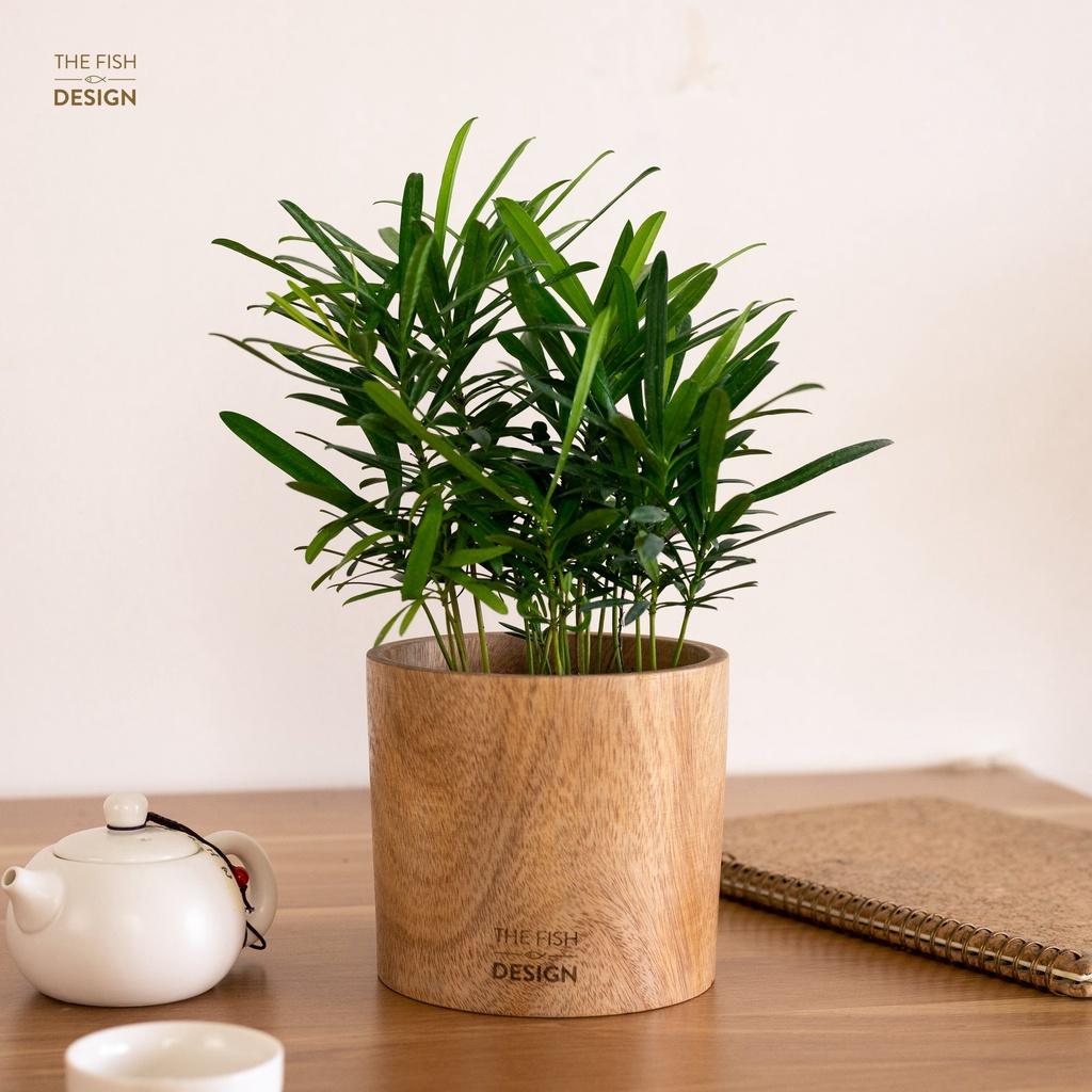 Chậu cây tùng la hán biểu tượng cho sự phồn vinh, thịnh vượng, mang lại may mắn, hợp với người mệnh Kim, Thủy | SIZE L | The Fish Design