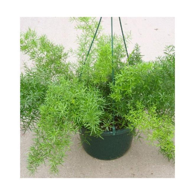 CÂY THIÊN MÔN ĐÔNG SIÊU ĐẸP -LOÀI CÂY VƯỢNG PHONG THỦY CHO GIA CHỦ + Tặng 01 cây dâu da đất