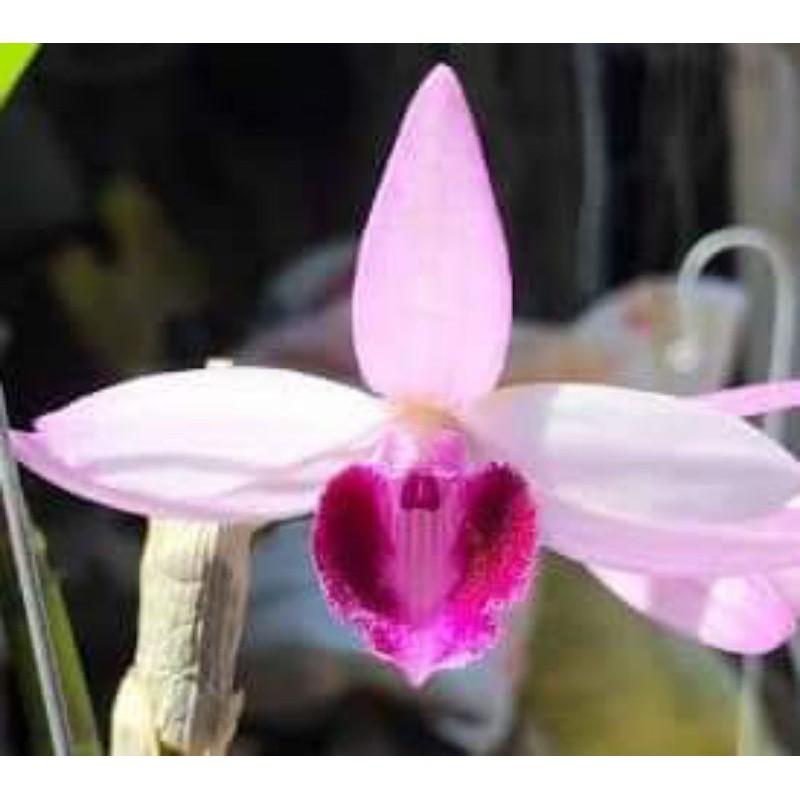 CÂY GIỐNG HOA LAN , cây cực đẹp