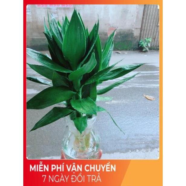 Chậu Phát Tài Búp Sen