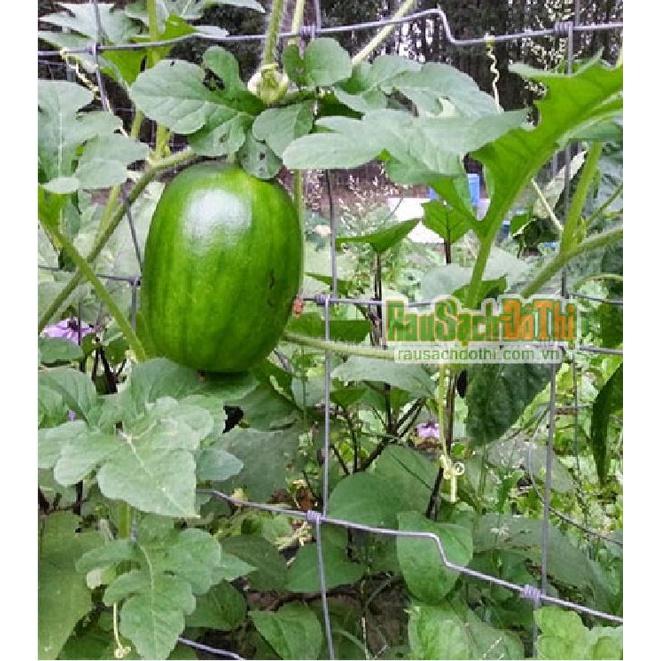 Hạt giống dưa hấu nụ - dưa hồng - dưa canh CT82 - Gói 10 hạt