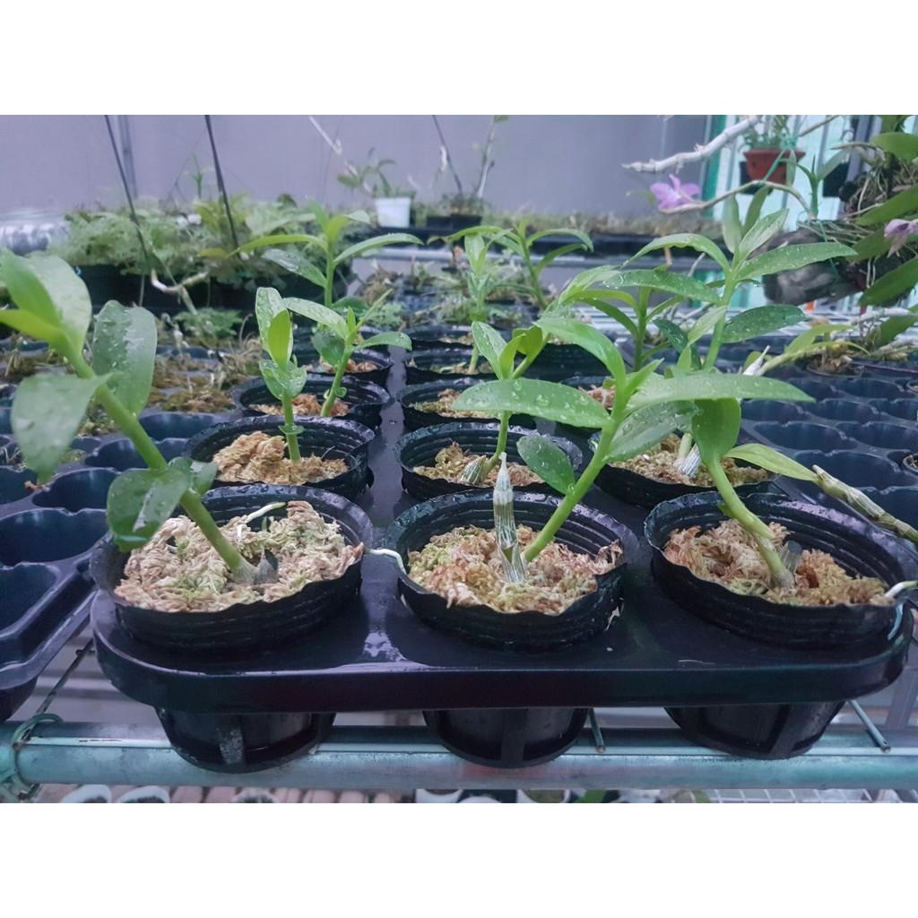 Combo 1 bộ 5 khay bao gồm cả chậu 2.5 inch đủ bộ trồng hồ điệp, Cat, kie con, cây giống